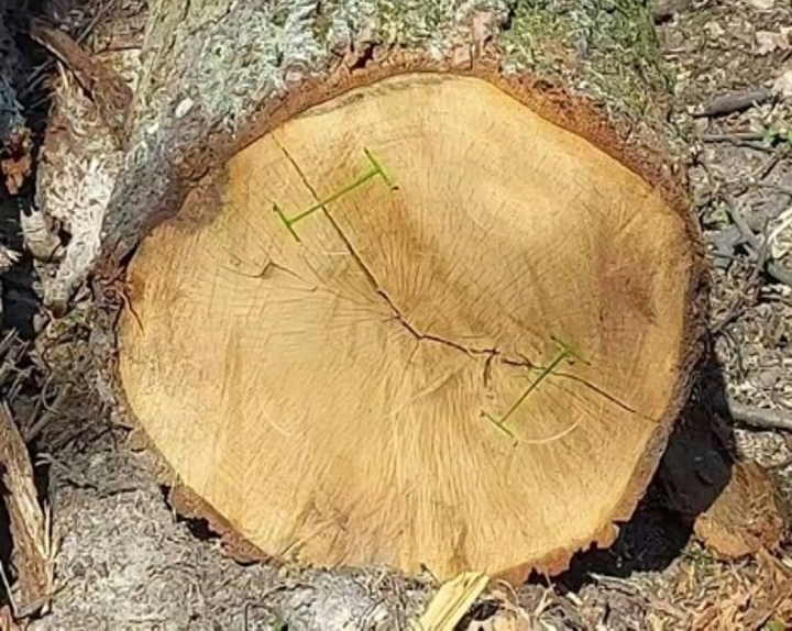 Klamry do zabezpieczania drewna cennego przed pękaniem